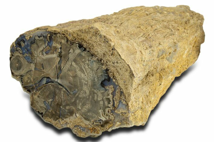 Long Petrified Wood (Schinoxylon) Limb - Blue Forest, Wyoming #338281